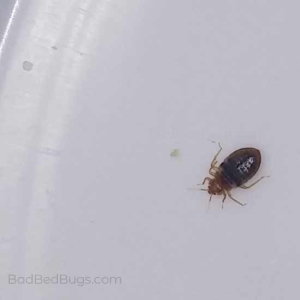 What Do Bed Bugs Look Like?