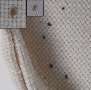 What Do Bed Bugs Look Like?