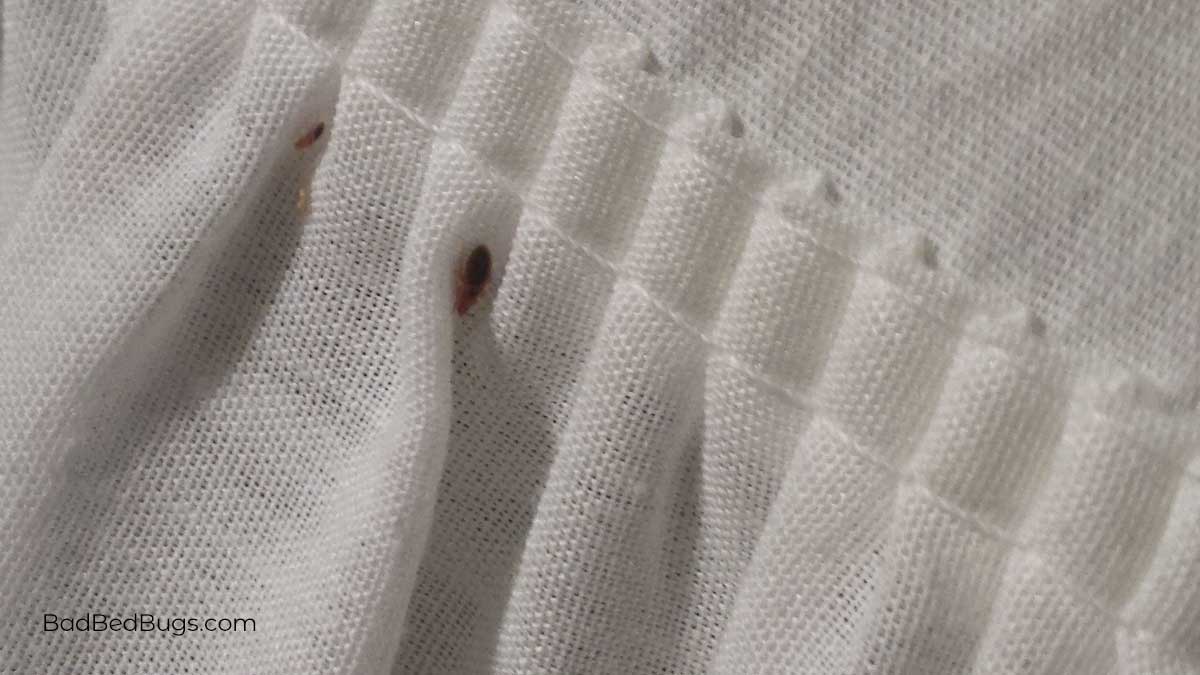 What Do Bed Bugs Look Like?